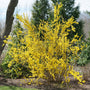 Yellow flowering forsythia shrub in a garden setting with trees in the background