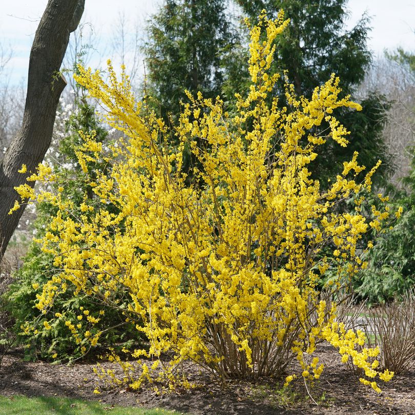 Yellow flowering forsythia shrub in a garden setting with trees in the background