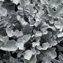 Son feuillage blanc argenté aux bords ondulés et son port compact et régulier font du cinéraire maritime 'Silver Swirl Snowflake' une plante remarquable dans n'importe quel aménagement paysager.