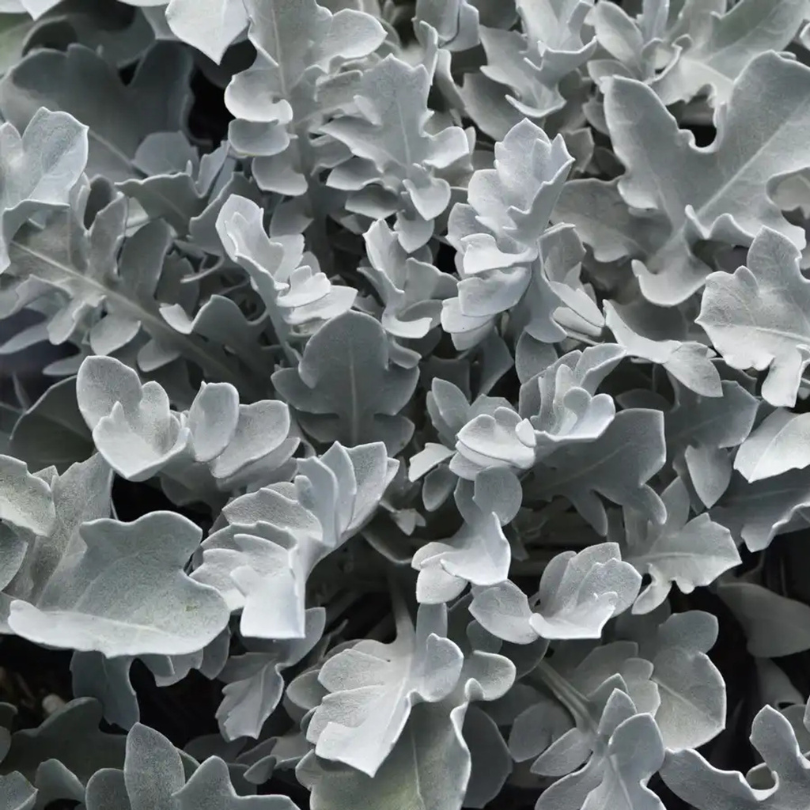 Son feuillage blanc argenté aux bords ondulés et son port compact et régulier font du cinéraire maritime 'Silver Swirl Snowflake' une plante remarquable dans n'importe quel aménagement paysager.