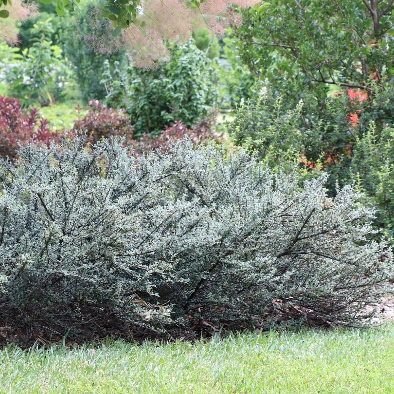 Feuillage vert du contoneaster Silverstone™ dans un jardin avec des arbres et des arbustes en arrière-plan