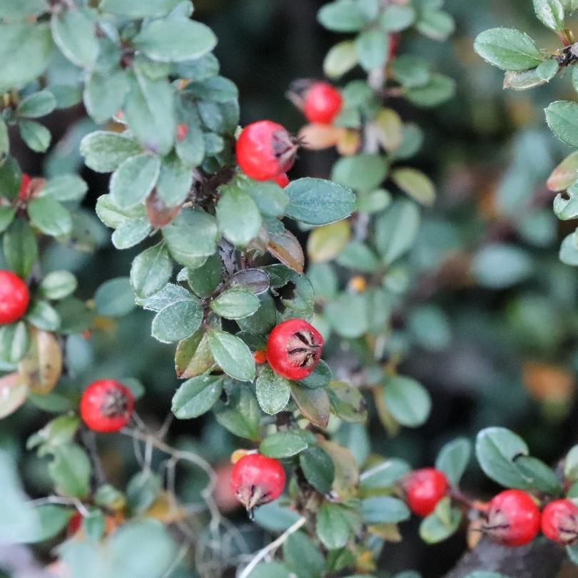 Gros plan sur un contoneaster Silverstone™ avec des baies rouges et des feuilles vertes