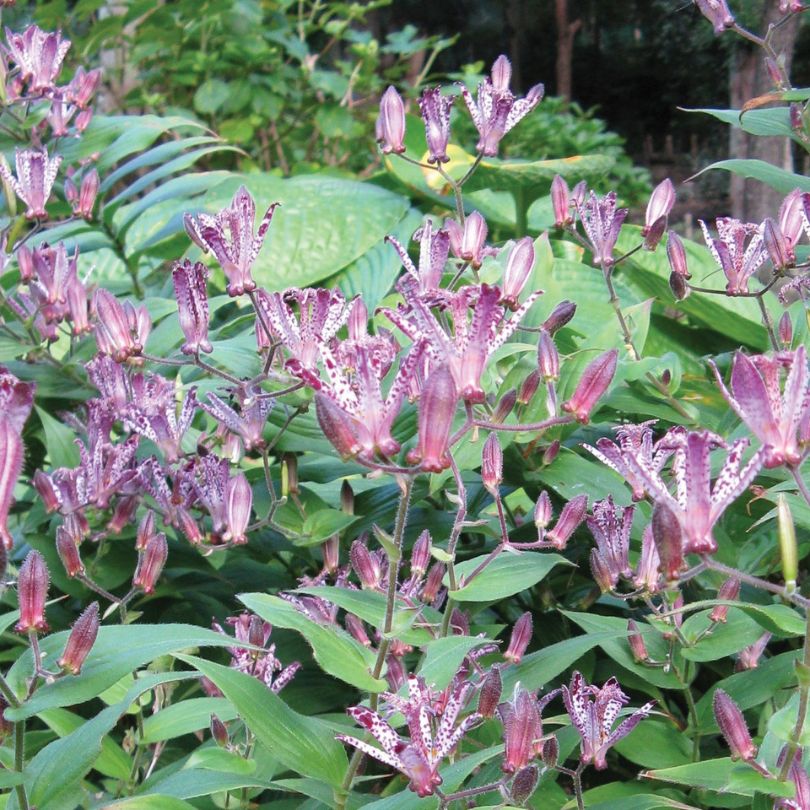 Purple toad lily flowers with white spots on green leaves