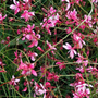 De nombreuses fleurs rose vif s'épanouissent simultanément sur chaque tige arquée, formant un monticule basal de feuillage vert teinté de rouge.