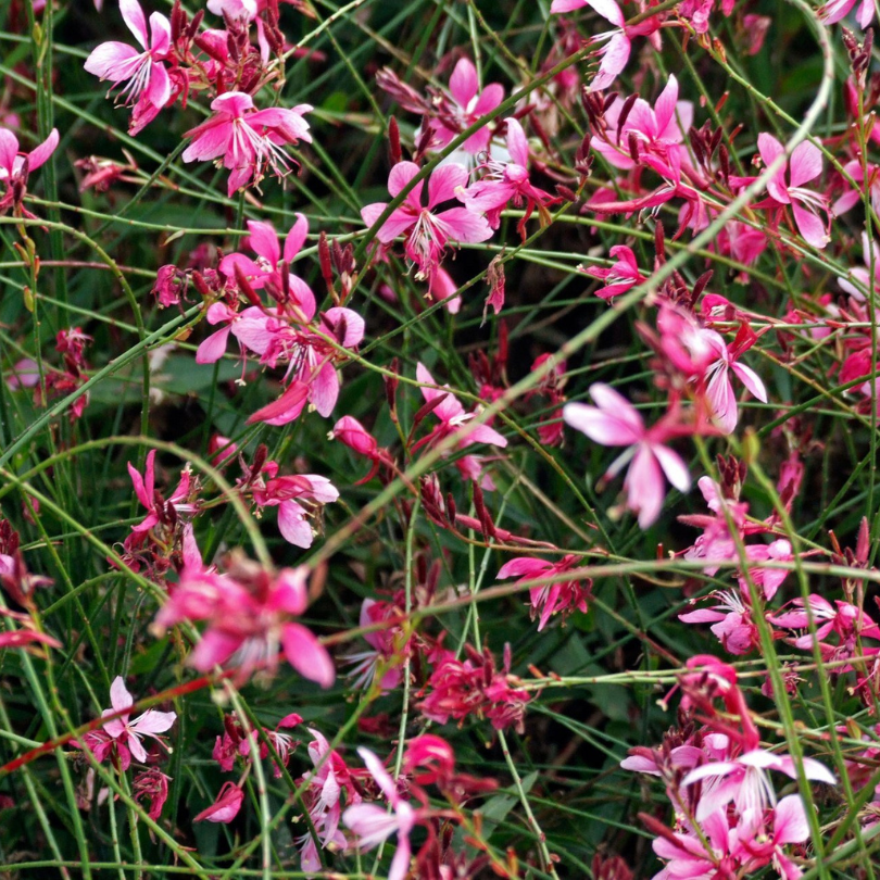 De nombreuses fleurs rose vif s'épanouissent simultanément sur chaque tige arquée, formant un monticule basal de feuillage vert teinté de rouge.