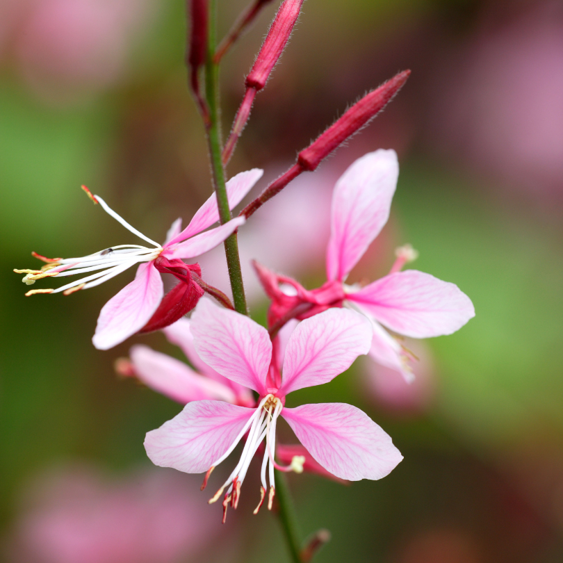 Des bourgeons rouge vin s'ouvrant sur des fleurs rose pâle aux étamines blanches.