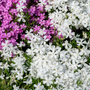 Crisp white creeping phlox flowers planted next to pink creeping phlox
