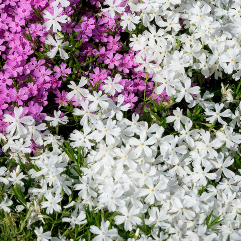Crisp white creeping phlox flowers planted next to pink creeping phlox