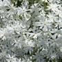 Close up image of crisp white creeping phlox flowers