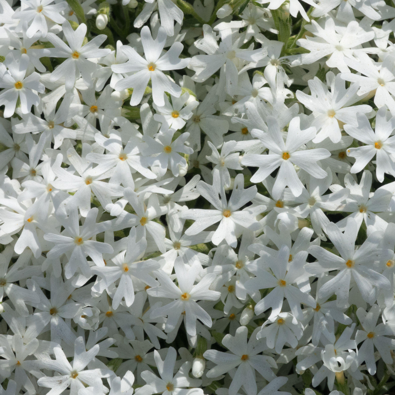 Close up image of crisp white creeping phlox flowers