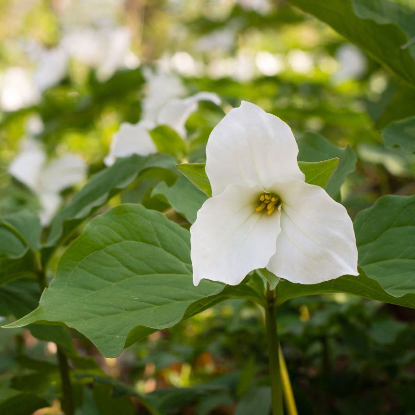 Trille blanc dans un jardin ombragé