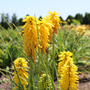 Yellow red hot poker flowers in a sunny garden