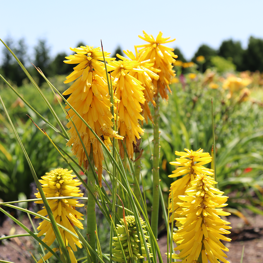 Yellow red hot poker flowers in a sunny garden