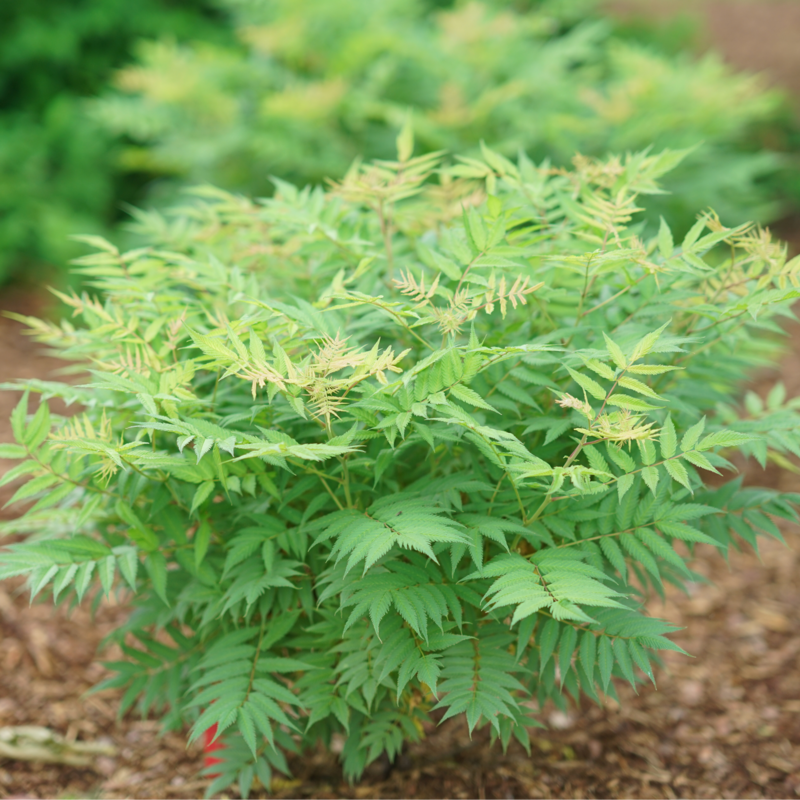 Mr. Mustard™ False Spirea