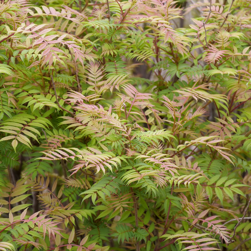 Mr. Mustard False Spirea has beautiful pink and red colors in spring.