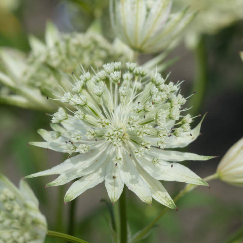 Gros plan sur les fleurs blanches en forme d'étoile très parfumées de l'Épine dorsale 'Sparkling Stars White'.