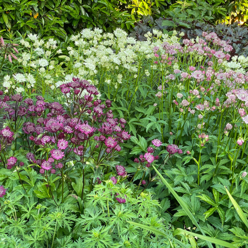 Présente la Masterwort 'Sparkling Stars White' parmi d'autres plantes vivaces à fleurs roses et violettes.