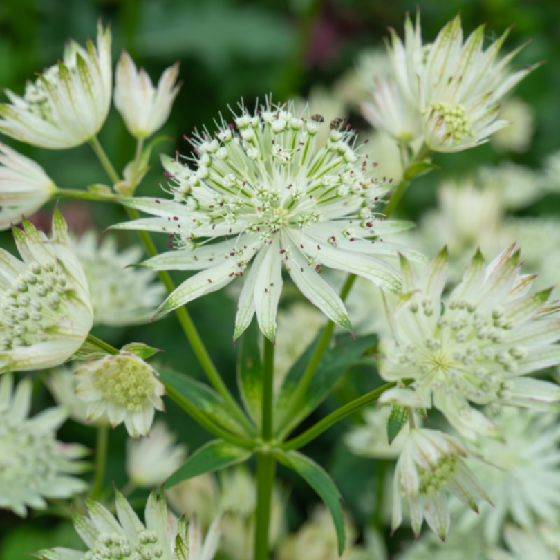 Les grappes de fleurs blanches de l'Eupatoire 'Sparkling Stars White' ressemblent à des coussins à pinces.