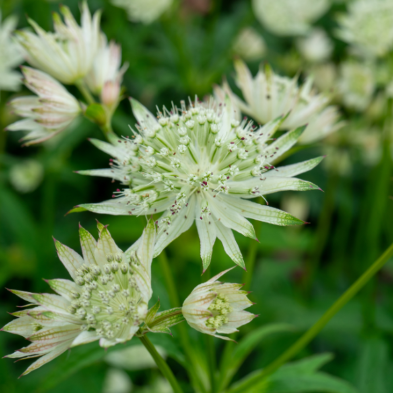 Les fleurs blanches, qui ressemblent à des coussins à épingles, présentent une teinte verte saisissante près du sommet et planent au-dessus de bractées voyantes, créant un effet de relief durant l'été.