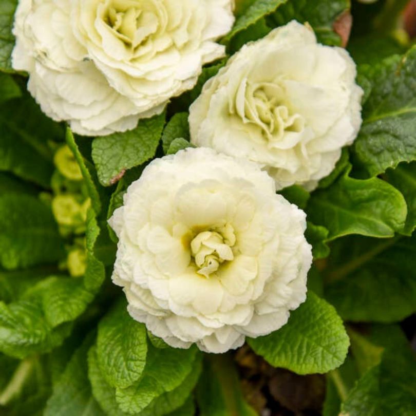Gros plan de fleurs de primevère blanches et vertes
