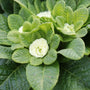 Fleurs de primevère blanche au feuillage vert vif