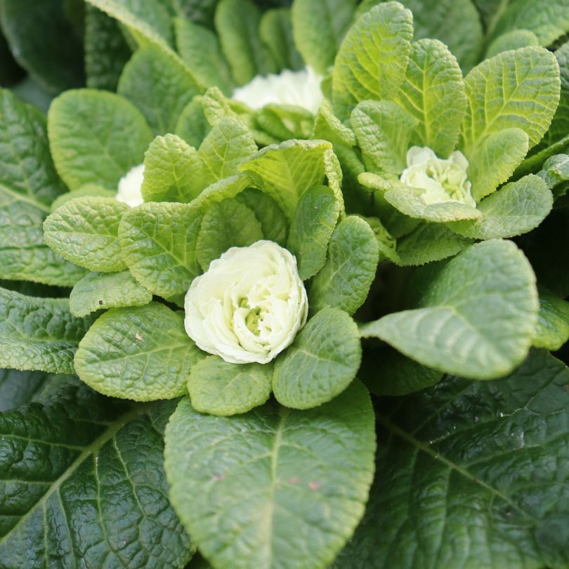 Fleurs de primevère blanche au feuillage vert vif
