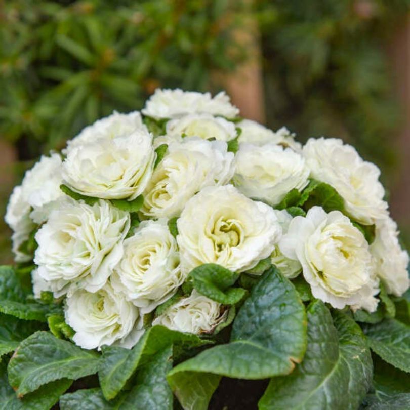 bouquet de primevères blanches