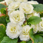 Gros plan sur des fleurs de primevère