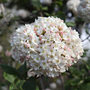 Viburnum spice cowboy coréen aux boutons roses s'ouvrant en une grappe de fleurs blanches. 
