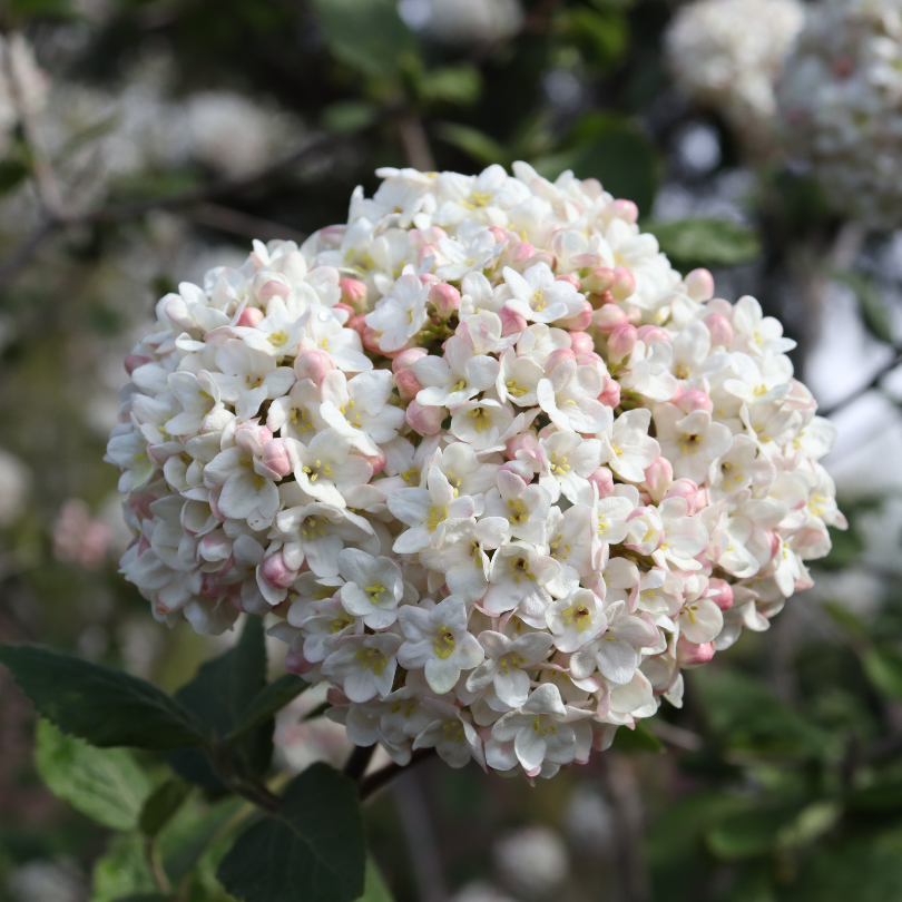 Viburnum spice cowboy coréen aux boutons roses s'ouvrant en une grappe de fleurs blanches. 
