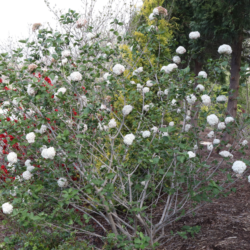 Viburnum spice cowboy coréen à fleurs blanches et longues branches dans un paysage. 