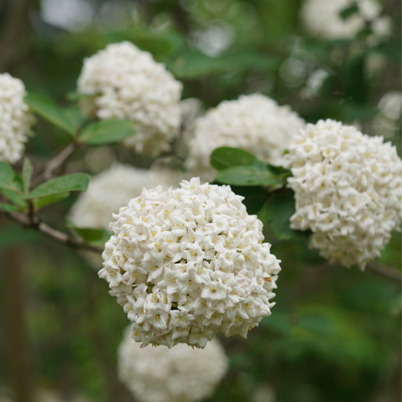 Viorne épicée coréenne Spice Cowboy, avec des grappes de fleurs blanches au milieu d'un feuillage vert foncé. 