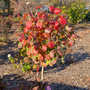Feuillage automnal orangé du viburnum Spice Cowboy (Viburnum koreanspice) dans un aménagement paysager. 