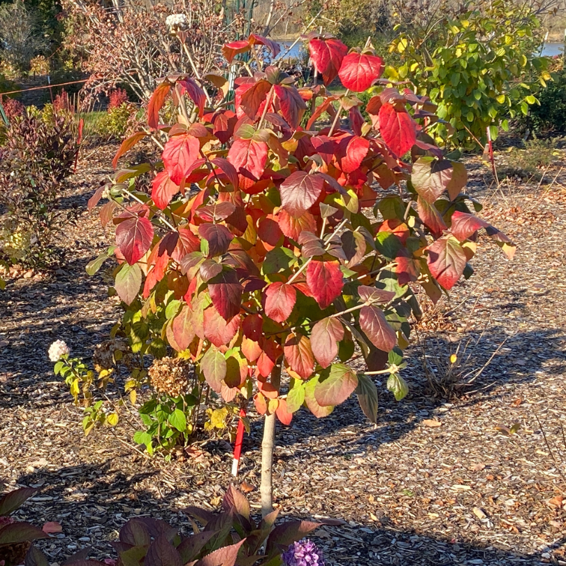 Feuillage automnal orangé du viburnum Spice Cowboy (Viburnum koreanspice) dans un aménagement paysager. 
