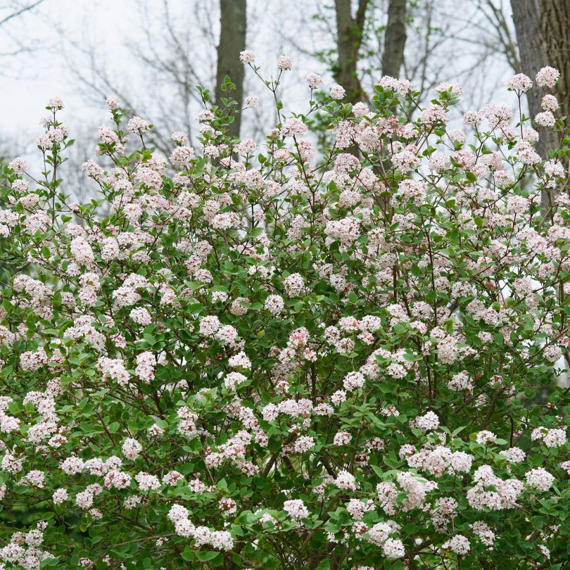 Proven Winners Spice Girl Koreanspice Viburnum