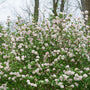 Wall of pink viburnum flower clusters in the spring