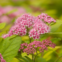Close-up of a mass of light pink Double Play Big Bang Spirea flowers. 