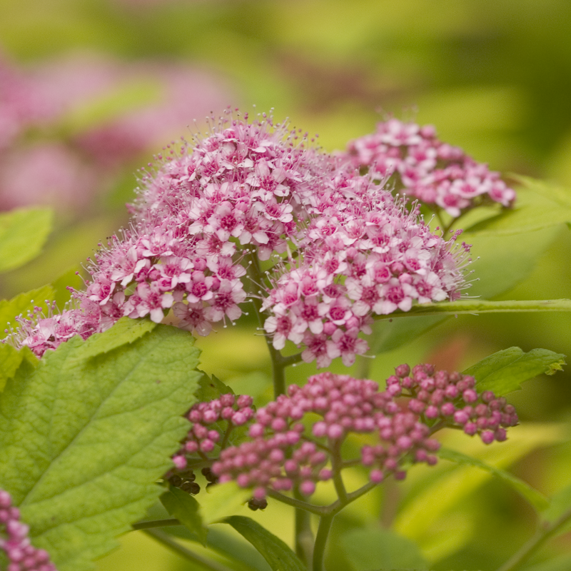 Close-up of a mass of light pink Double Play Big Bang Spirea flowers. 
