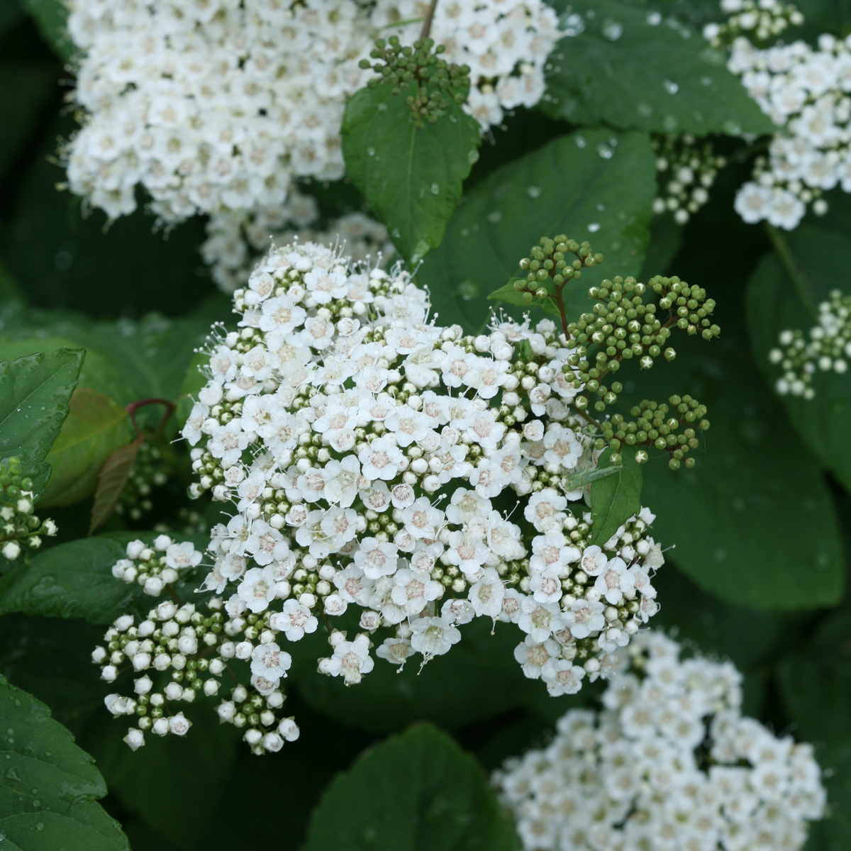 Spirée Double Play® Blue Kazoo® aux grandes fleurs blanches. 