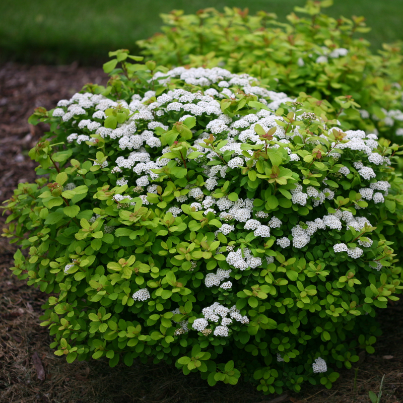 Proven Winners Glow Girl Birchleaf Spirea - Thumbnail 3