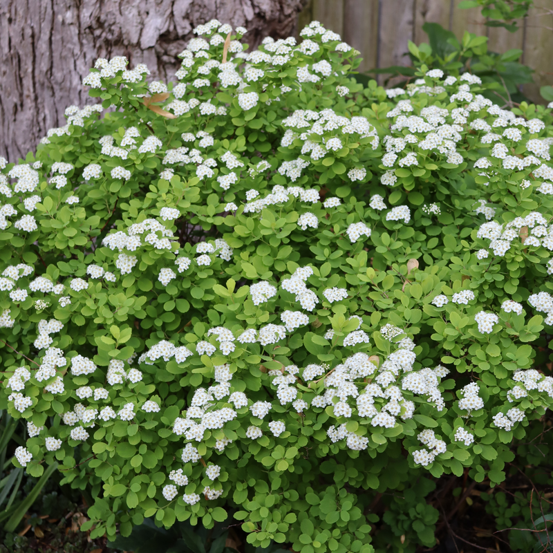Glow Girl Birchleaf Spirea with yellow-hued foliage and bright white flowers in a landscape. 
