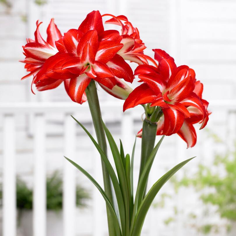 'Splash' Amaryllis Bulb