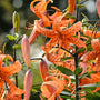 Stalk with large orange tiger lily flowers with black speckles
