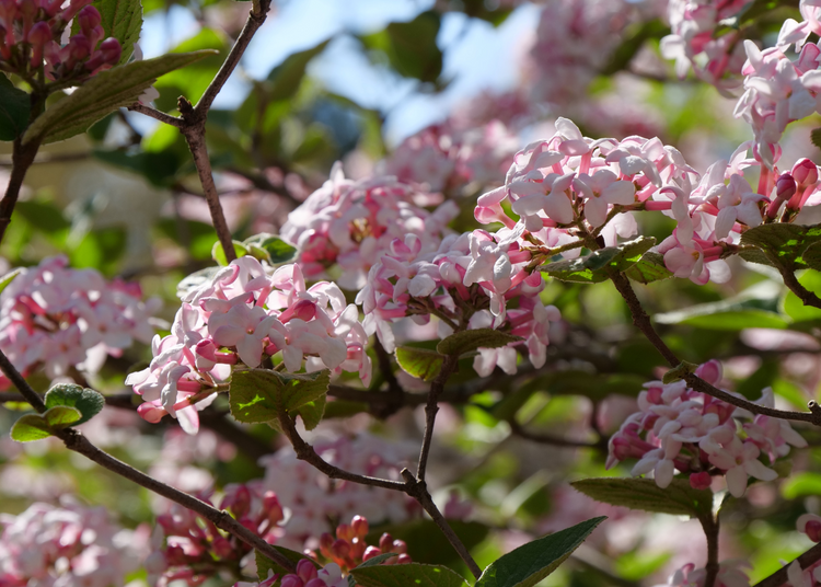Cheerful pink blooms adorn each stem of a viburnum