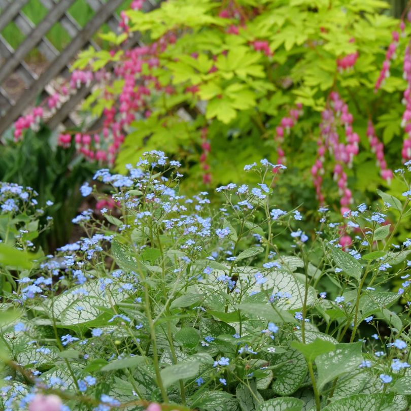 Spring Blooming Plants