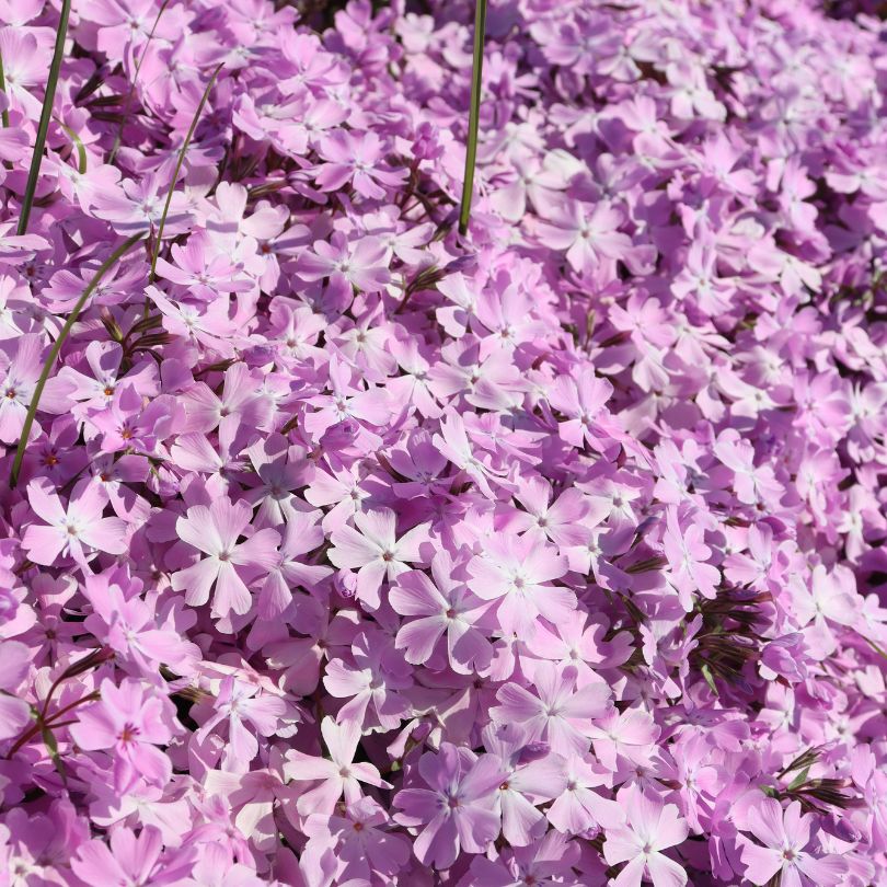 Gros plan sur des fleurs de phlox rampant roses