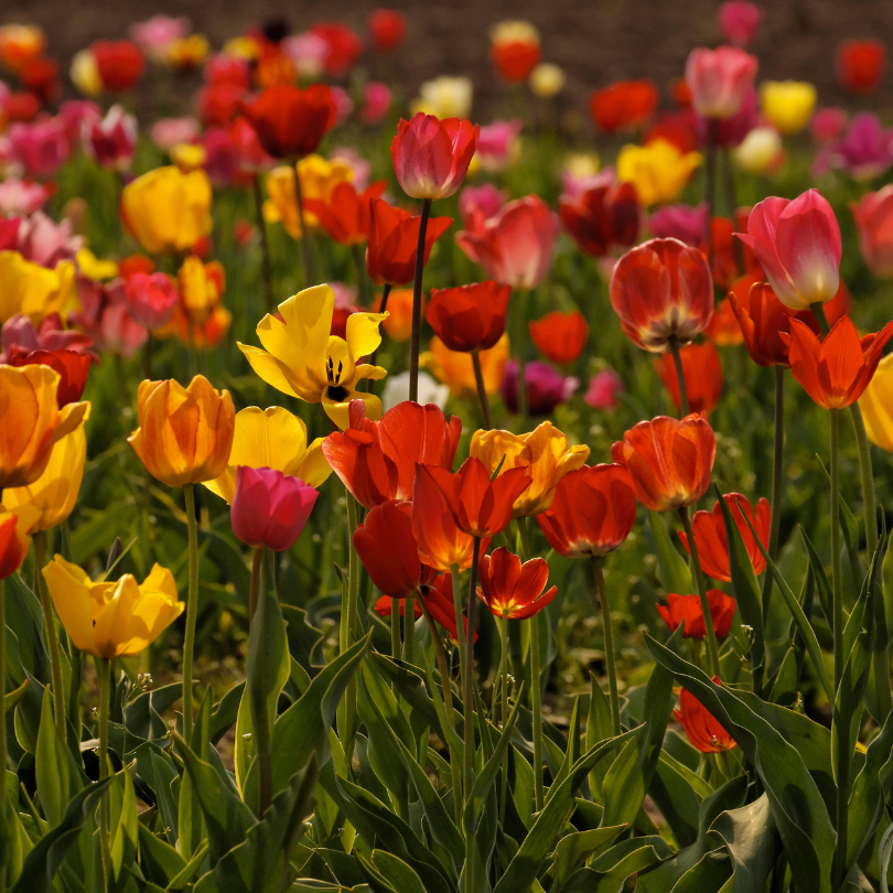 Colorful red, yellow, and pink tulips in a field with a bumblebee on a yellow tulip.