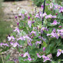 Lavender-purple clematis flowers climbing up a trellis