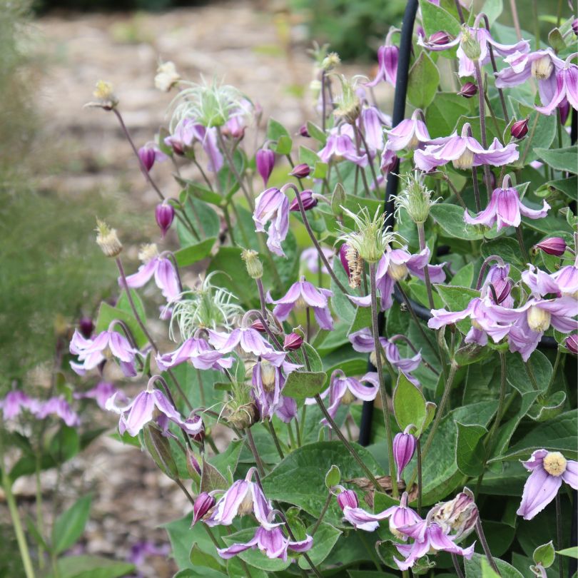 Lavender-purple clematis flowers climbing up a trellis