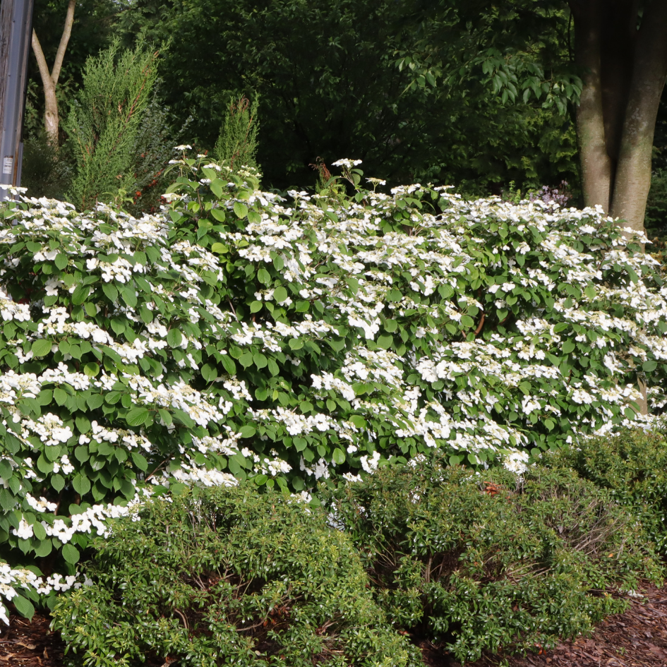 White viburnum flowers lined along a garden hedge